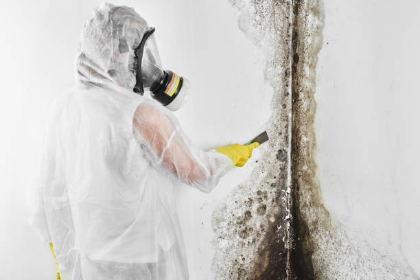 Environmental Consulting for Mold Prevention in Robertsville, NJ